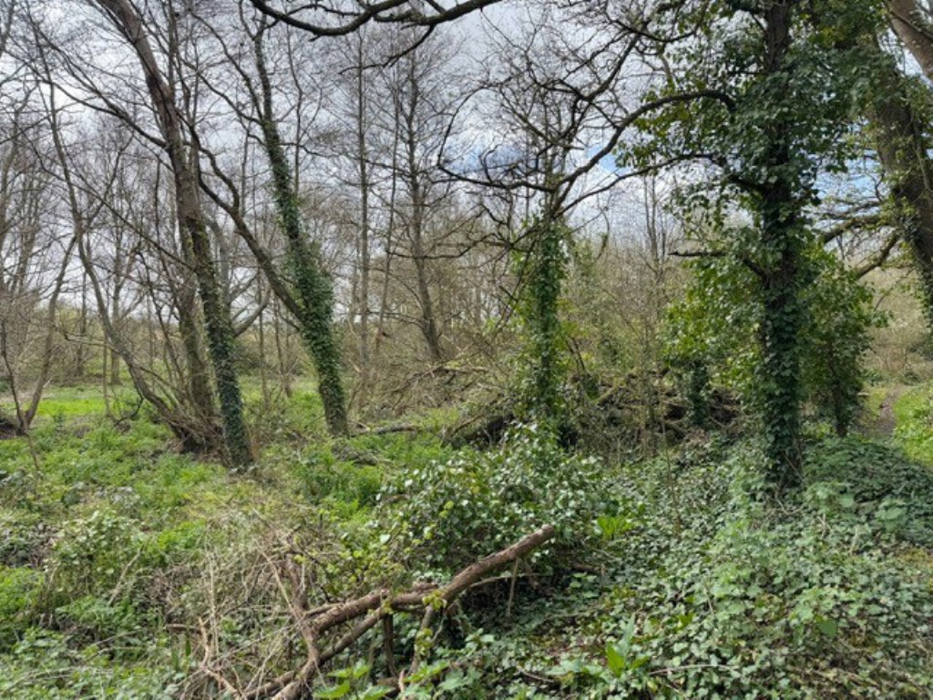 Lot: 102 - OVER TWO ACRES OF LAND - Mature trees and overgrowth